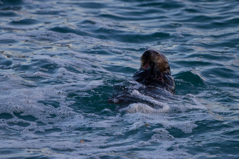 Sea Otters