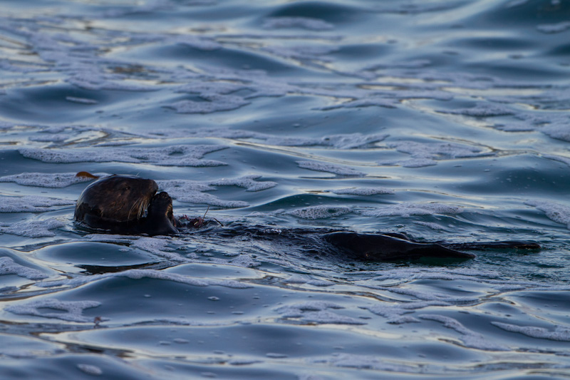 Sea Otters