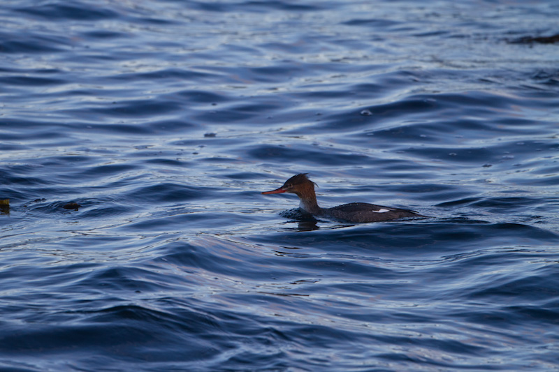 Red-Breasted Merganser