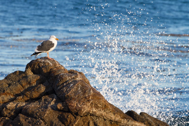 Gull On Rock