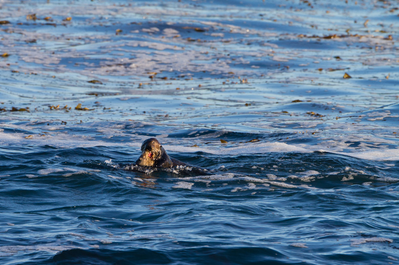 Sea Otters Playing