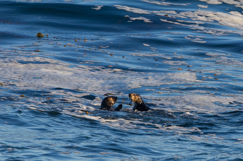 Sea Otters Playing