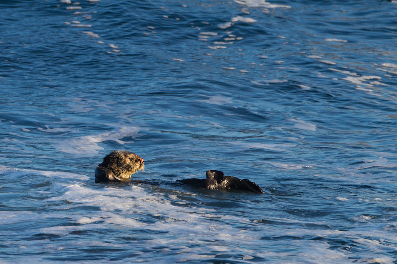 Sea Otter