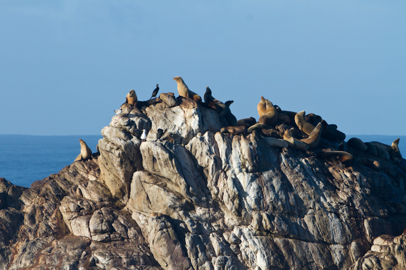 Stellars Sealion and California Sealions  On Sealion Rocks