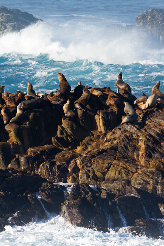 Stellars Sealion and California Sealions  On Sealion Rocks