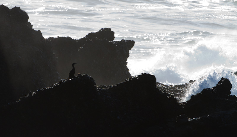 Cormorant On Wave Washed Rocks