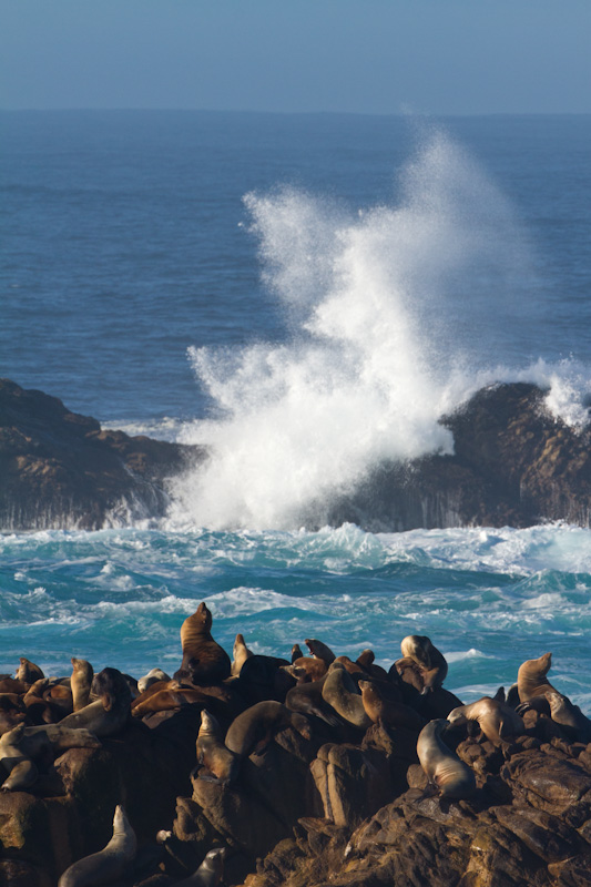 Stellars Sealion and California Sealions  On Sealion Rocks