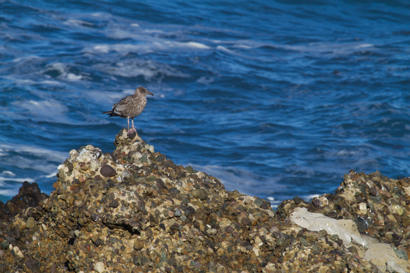 Gull On Rock