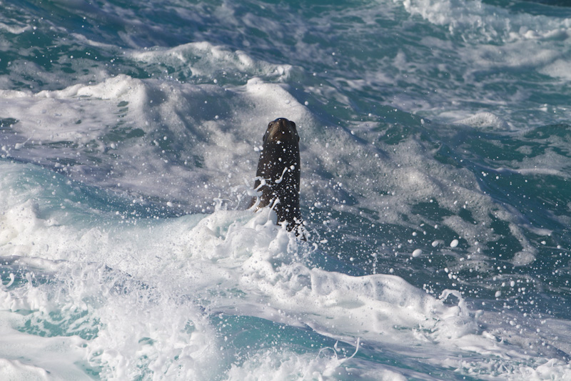 California Sealion In Surf