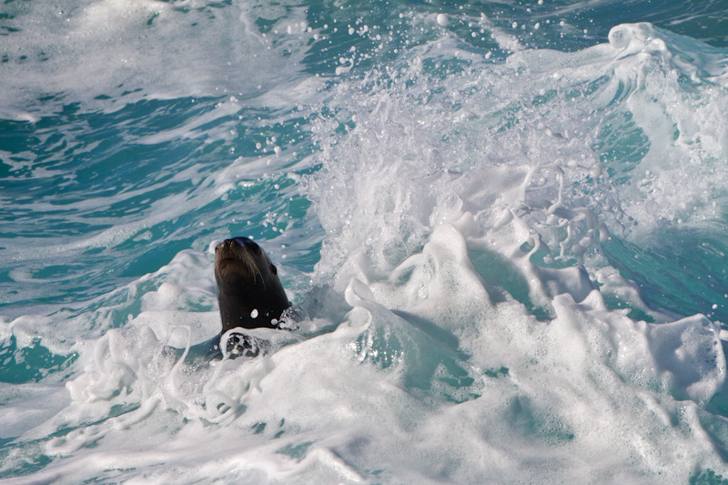 California Sealion In Surf