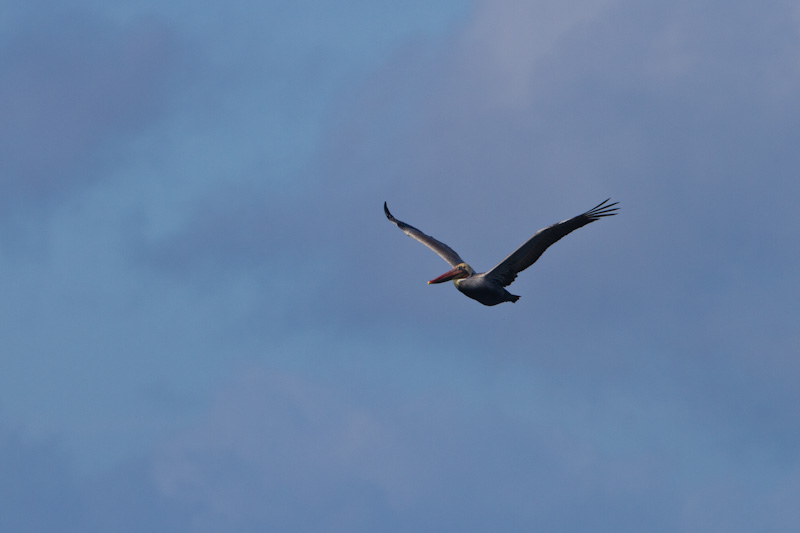 Brown Pelican In Flight