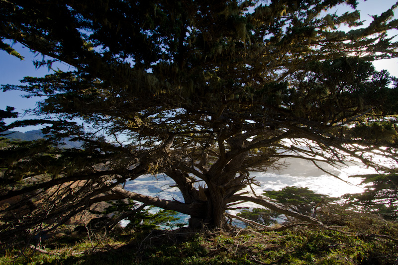 Monterey Cypress