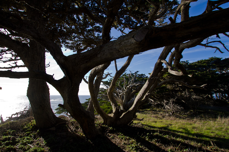 Monterey Cypress