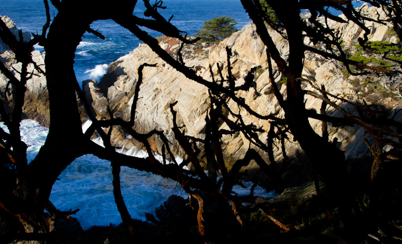 Cypress Cove Through Monterey Cypress Branches