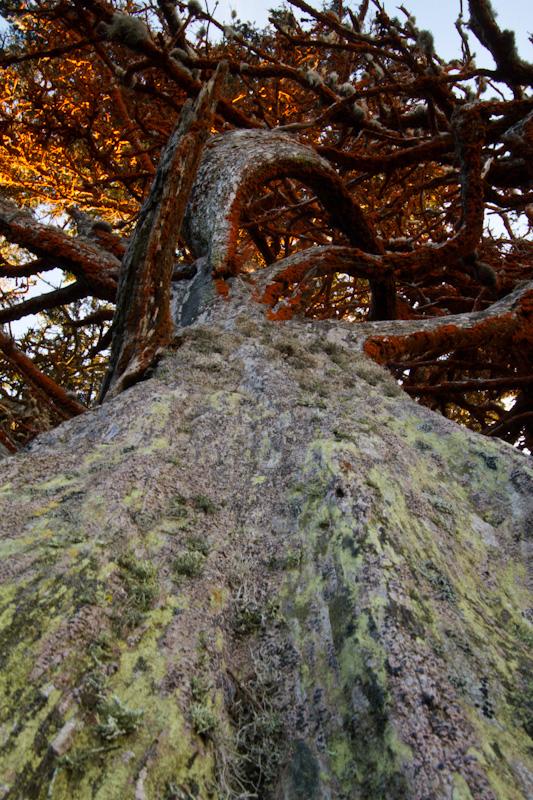 Monterey Cypress