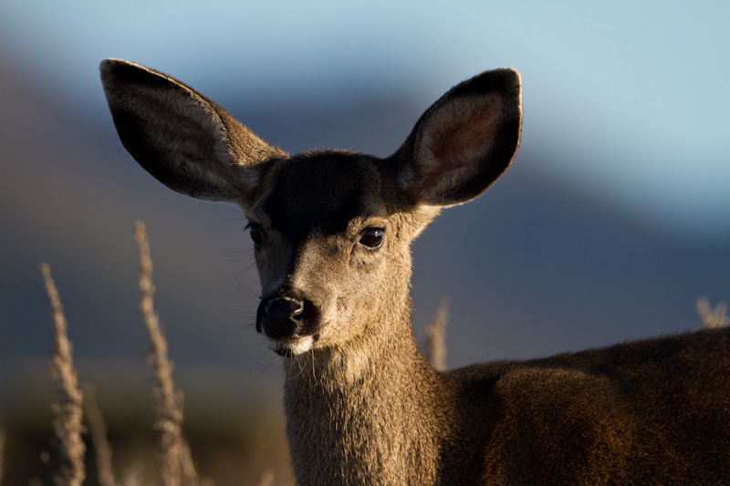 Mule Deer