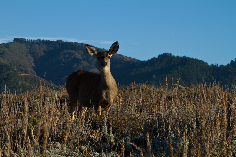 Mule Deer