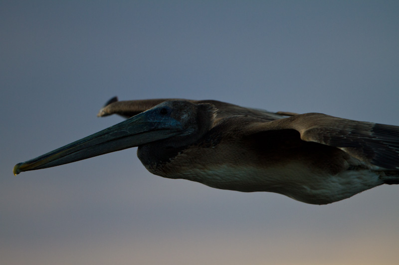 Brown Pelican Wing Feathers