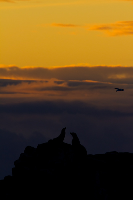 California Sealion Silhouettes At Sunset