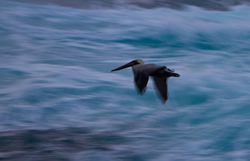 Brown Pelican In Flight At Sunset