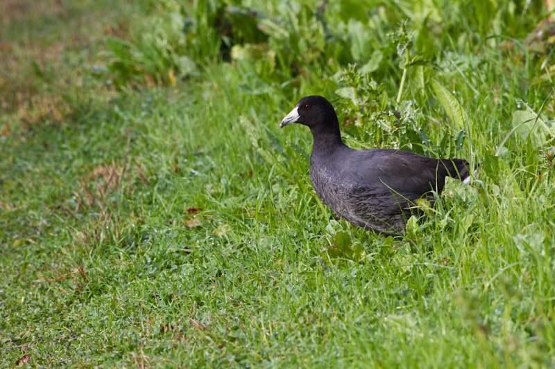 American Coot