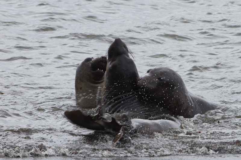 Juvenile Northern Elephant Seals Sparring In Surf