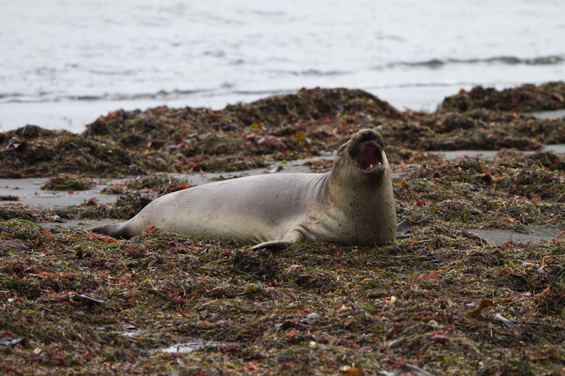 Juvenile Northern Elephant Seal