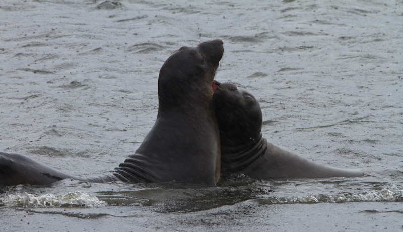 Juvenile Northern Elephant Seals Sparring In Surf