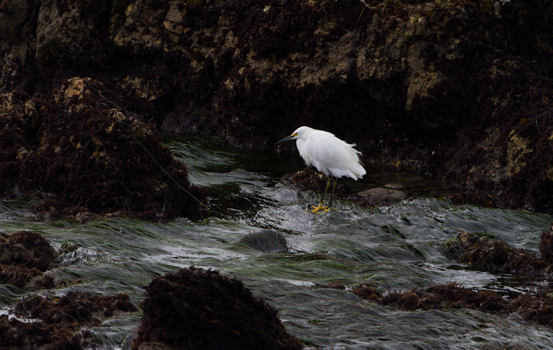 Snowy Egret In Tidepool