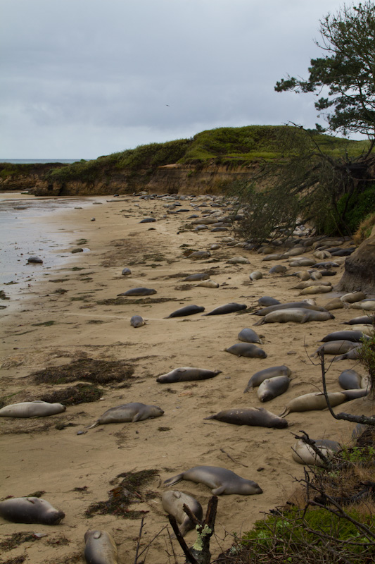 Juvenile Northern Elephant Seals On Beach