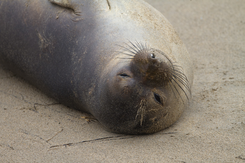 Juvenile Northern Elephant Seal