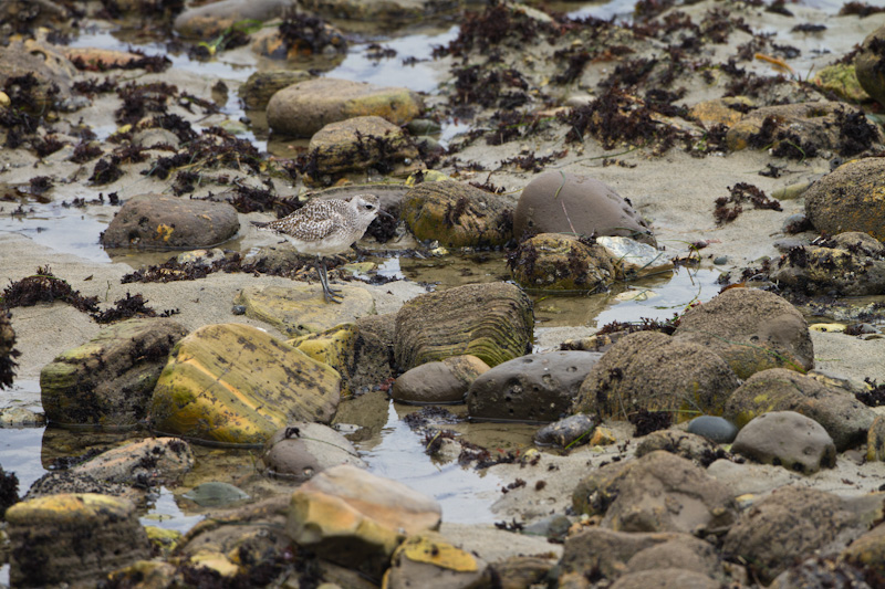 Black-Bellied Plover