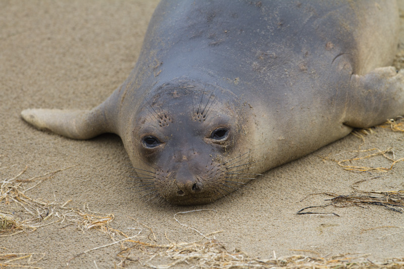 Juvenile Northern Elephant Seal