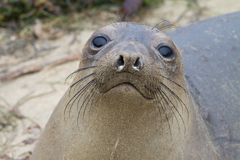 Juvenile Northern Elephant Seal