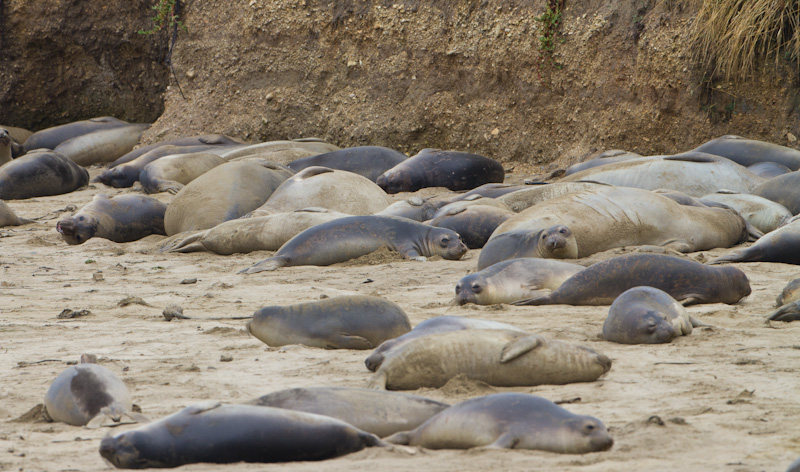 Juvenile Northern Elephant Seals On Beach