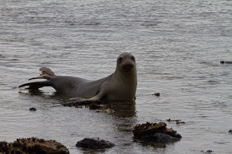 Juvenile Northern Elephant Seal