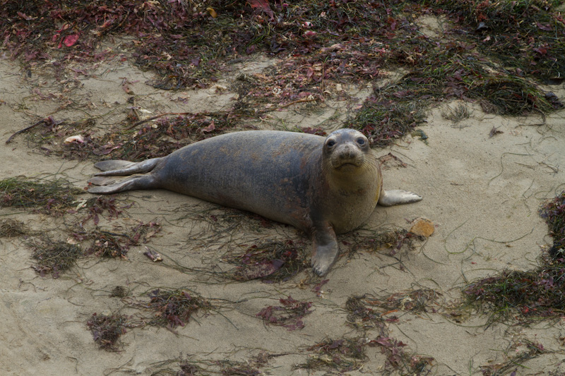 Juvenile Northern Elephant Seal