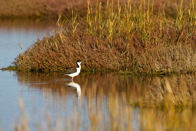 Black-Necked Stilt