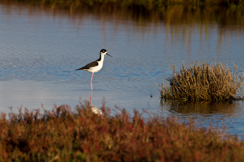 Black-Necked Stilt