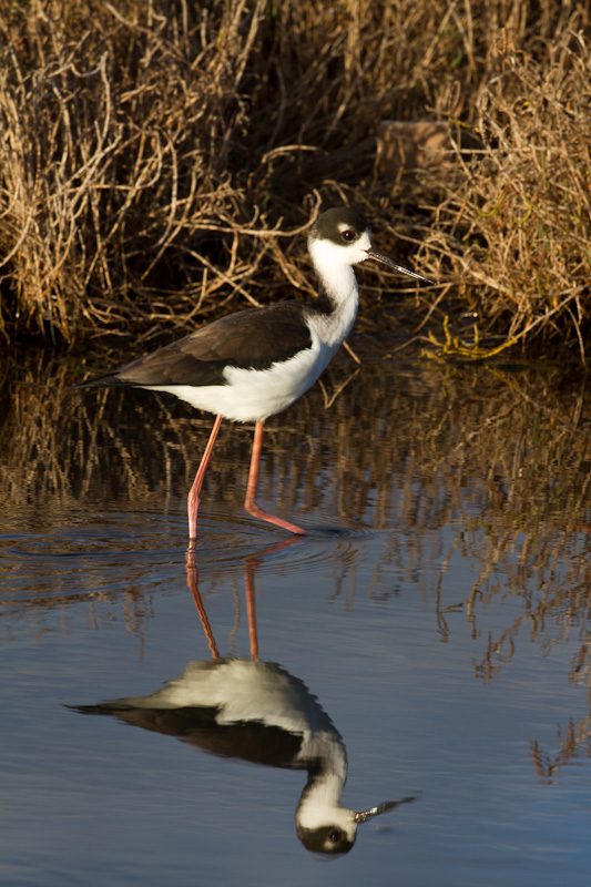 Black-Necked Stilt Reflected In Pond