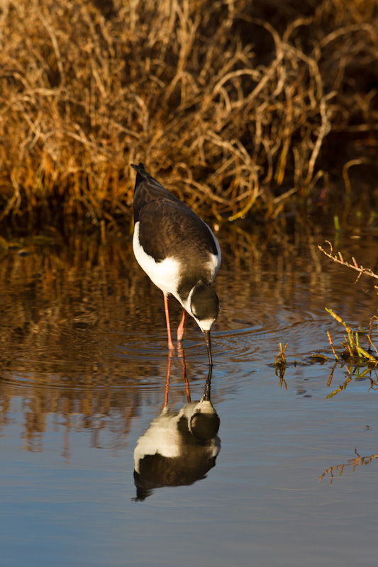 Black-Necked Stilt Reflected In Pond