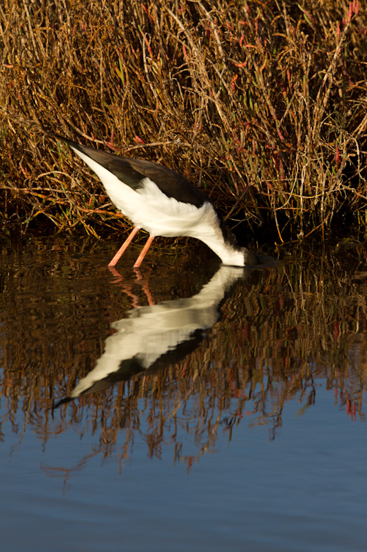 Black-Necked Stilt Reflected In Pond