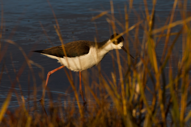 Black-Necked Stilt