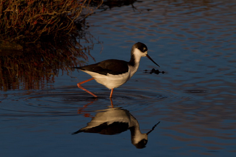 Black-Necked Stilt