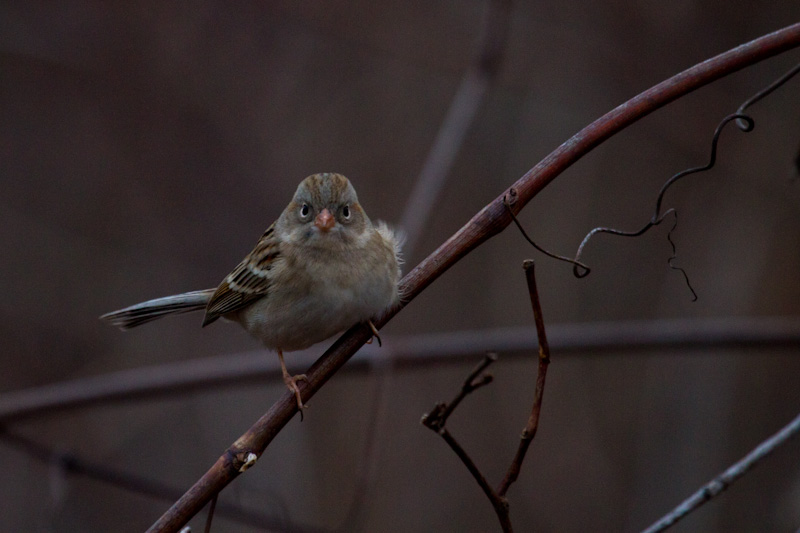 White-Crowned Sparrow