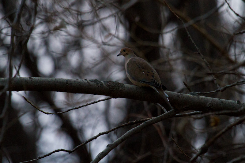 Mourning Dove