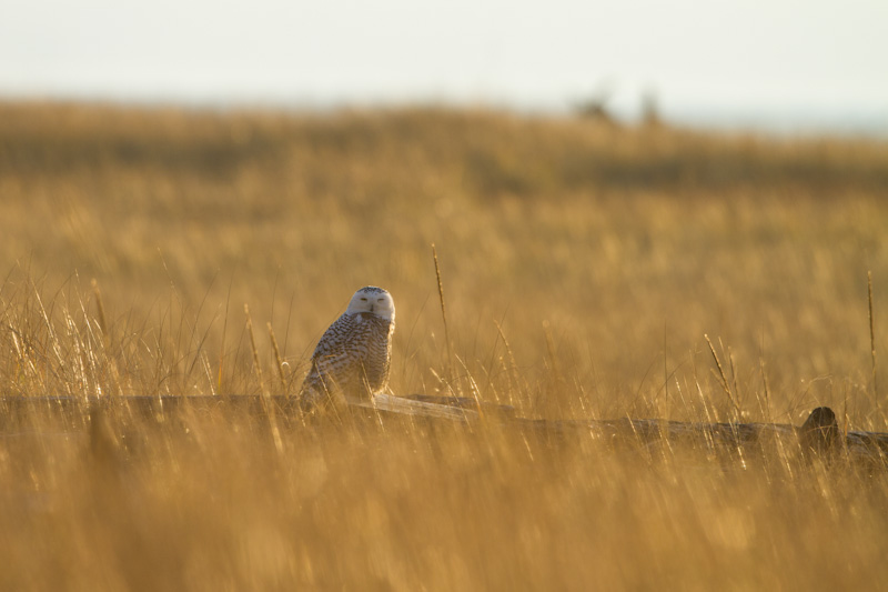 Snowy Owl On Driftwood