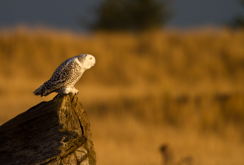 Snowy Owl