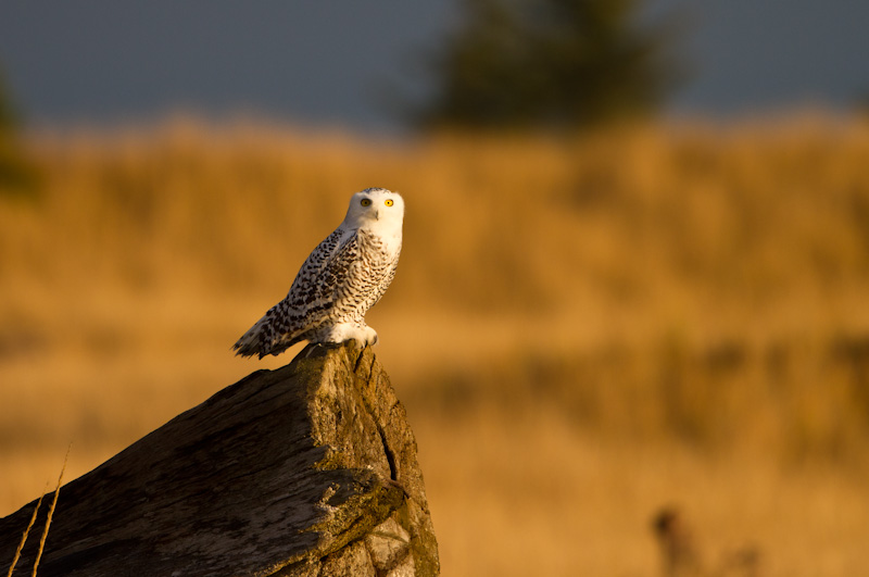 Snowy Owl