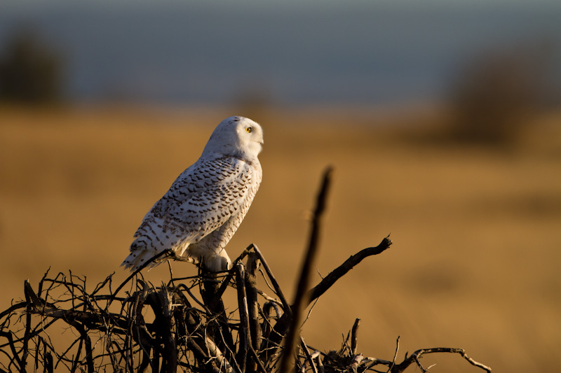 Snowy Owl